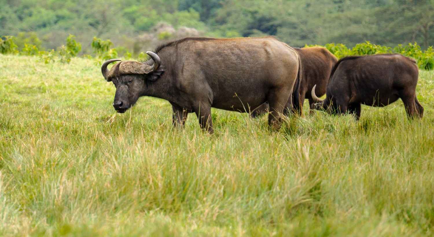 Arusha National Park landscape, Tanzania
