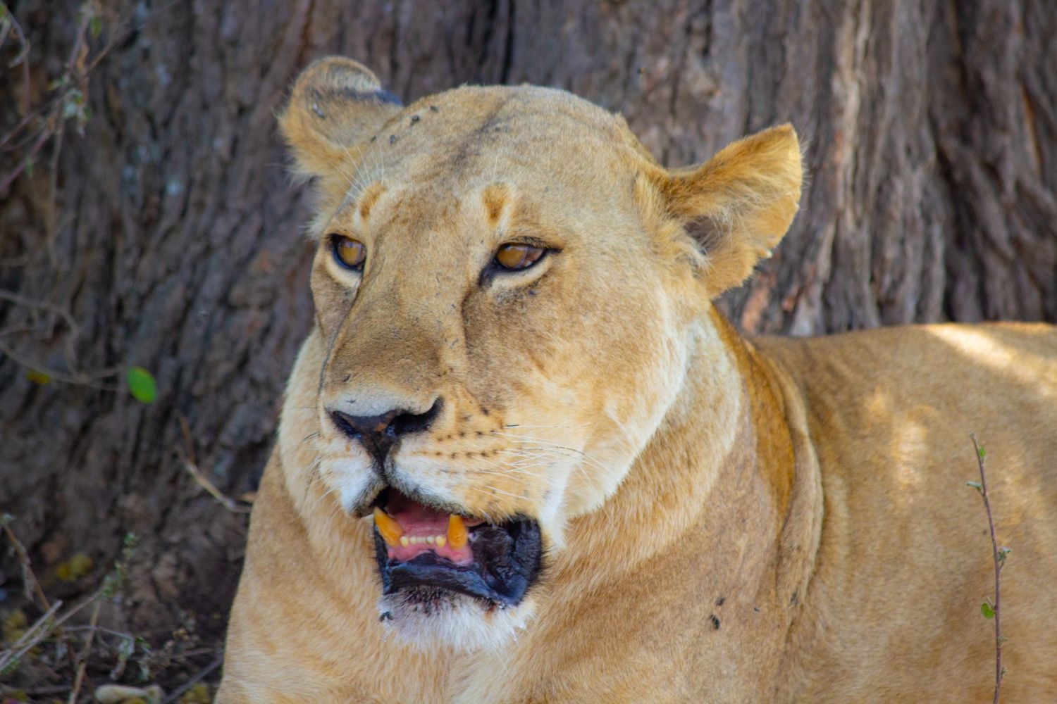 Lake Manyara National Park
