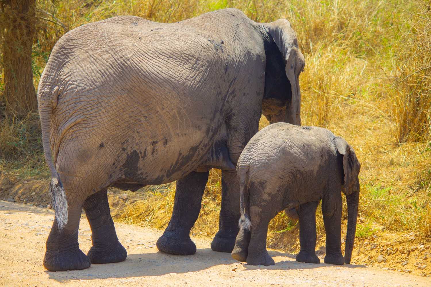 19-Day Mount Kilimanjaro Lemosho Trek, Tanzania Safari & Zanzibar Beach Holiday - Photograph 3