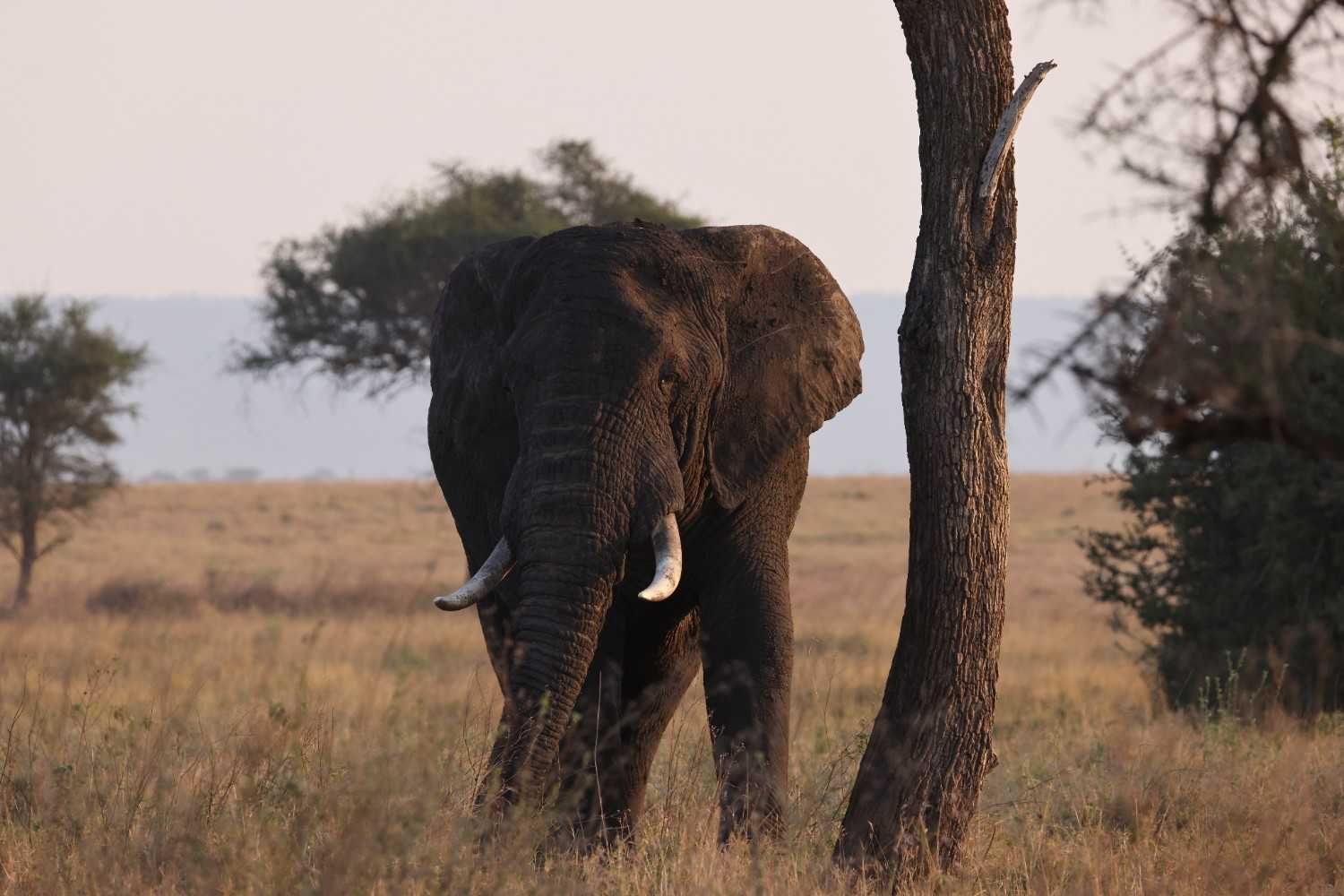 10 Days Luxury Tanzania Safari & Cultural Experience - Photograph 4