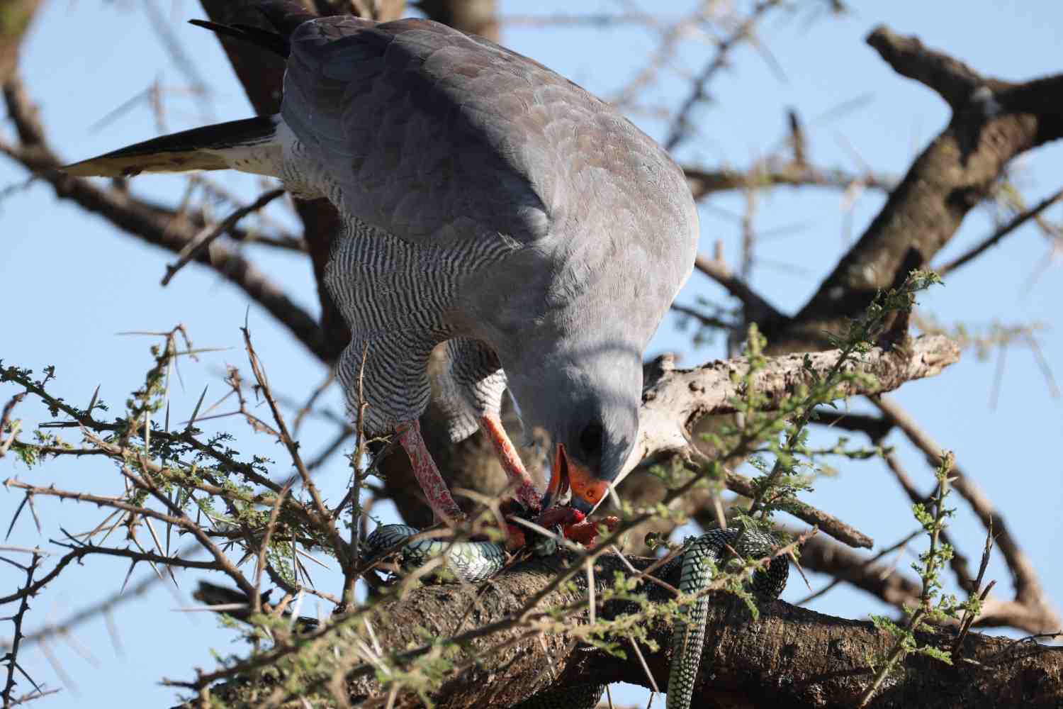 10 Days Luxury Tanzania Safari & Cultural Experience - Photograph 5