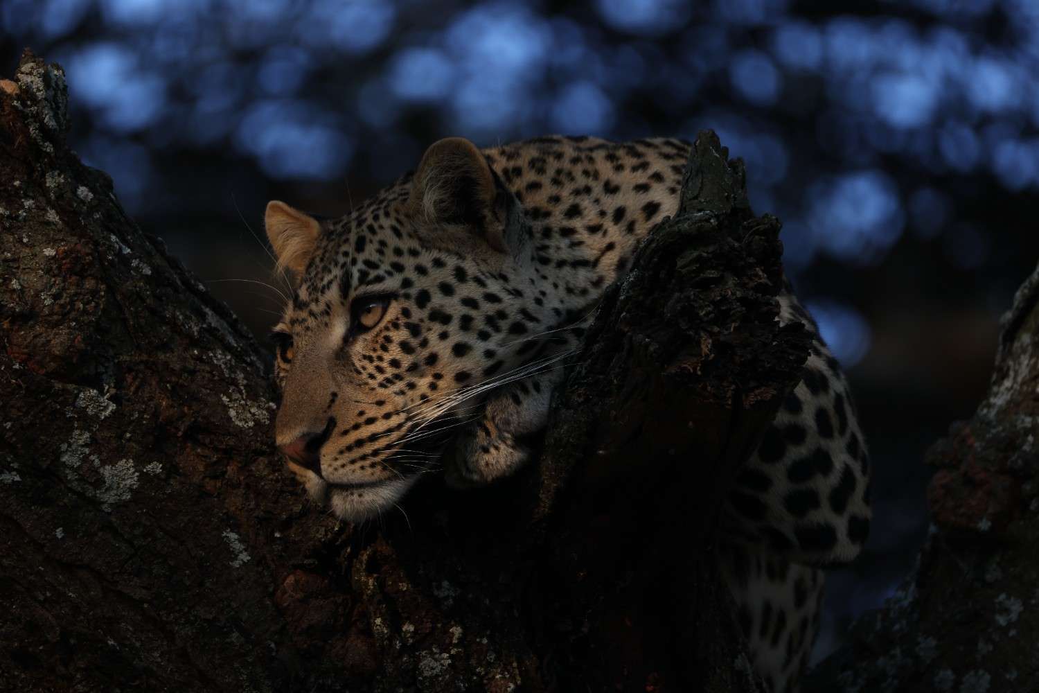 10 Days Luxury Tanzania Safari & Cultural Experience - Photograph 6