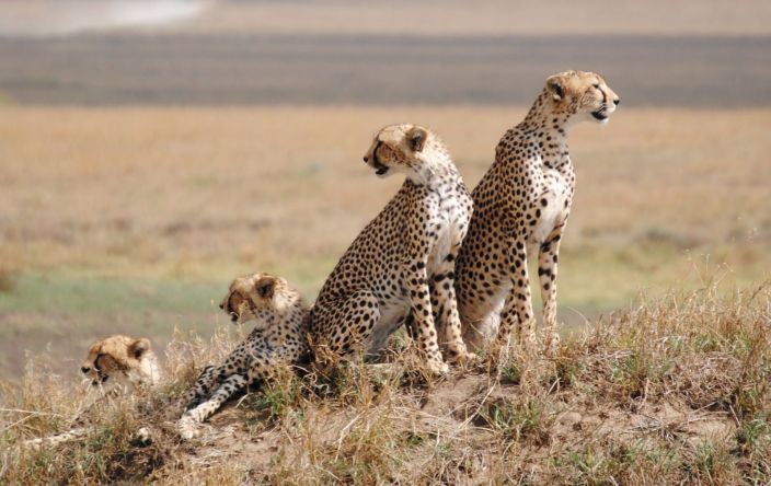 5 Days Luxury Tanzania Safari - Photograph 2