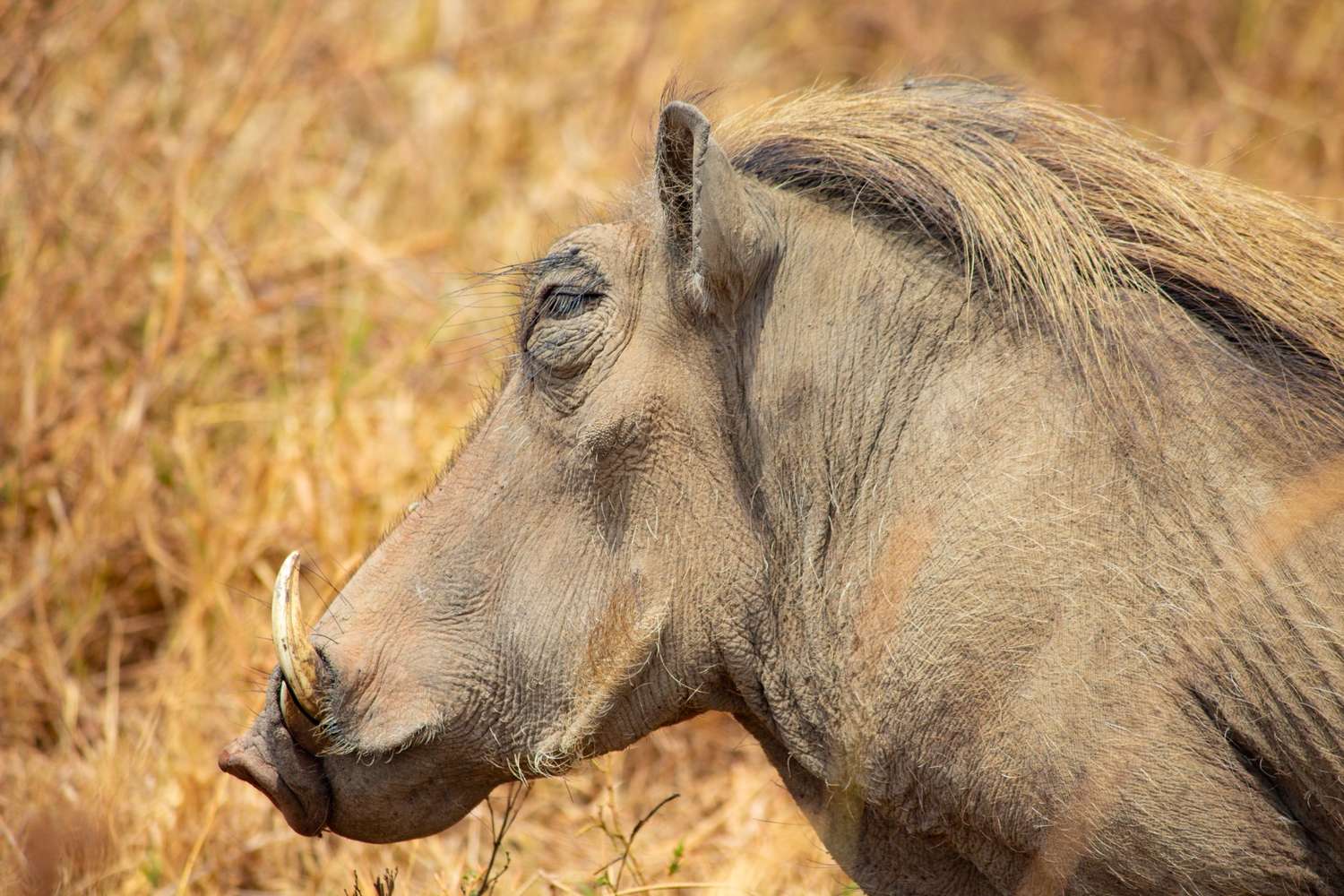 5 Days Luxury Tanzania Safari - Photograph 3