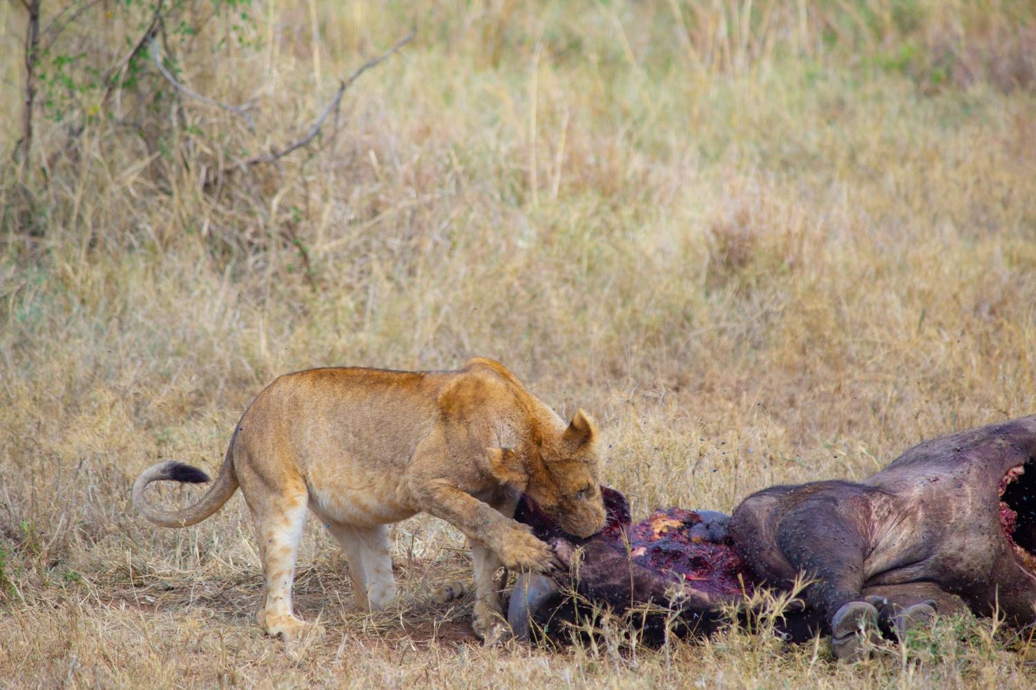 5 Days Luxury Tanzania Safari - Photograph 4