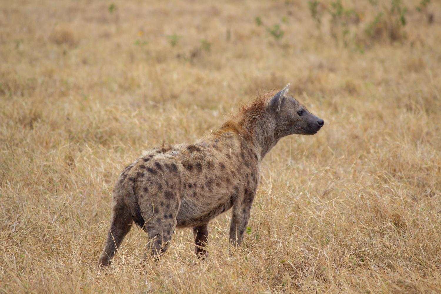 5 Days Luxury Tanzania Safari - Photograph 5