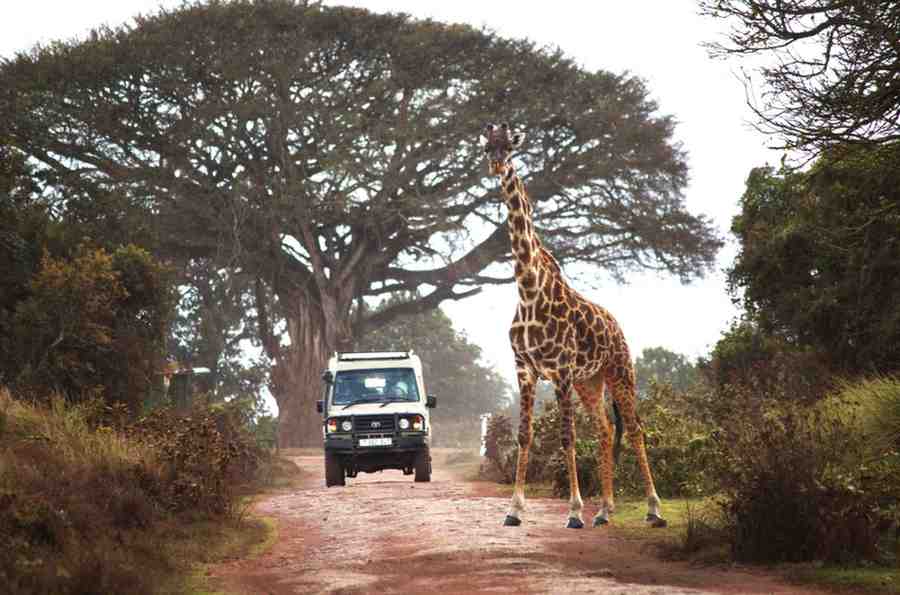 5 Days Luxury Tanzania Safari