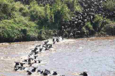 7 Days Luxury Tanzania Safari Experience - Photograph 2