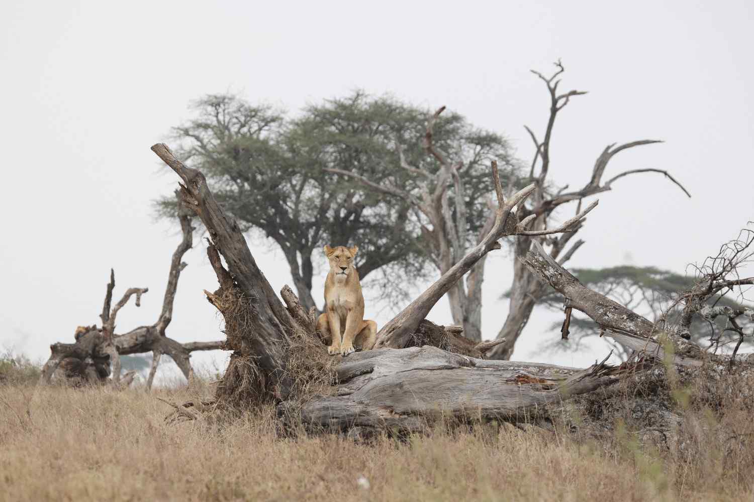 7 Days Luxury Tanzania Safari Experience - Photograph 3