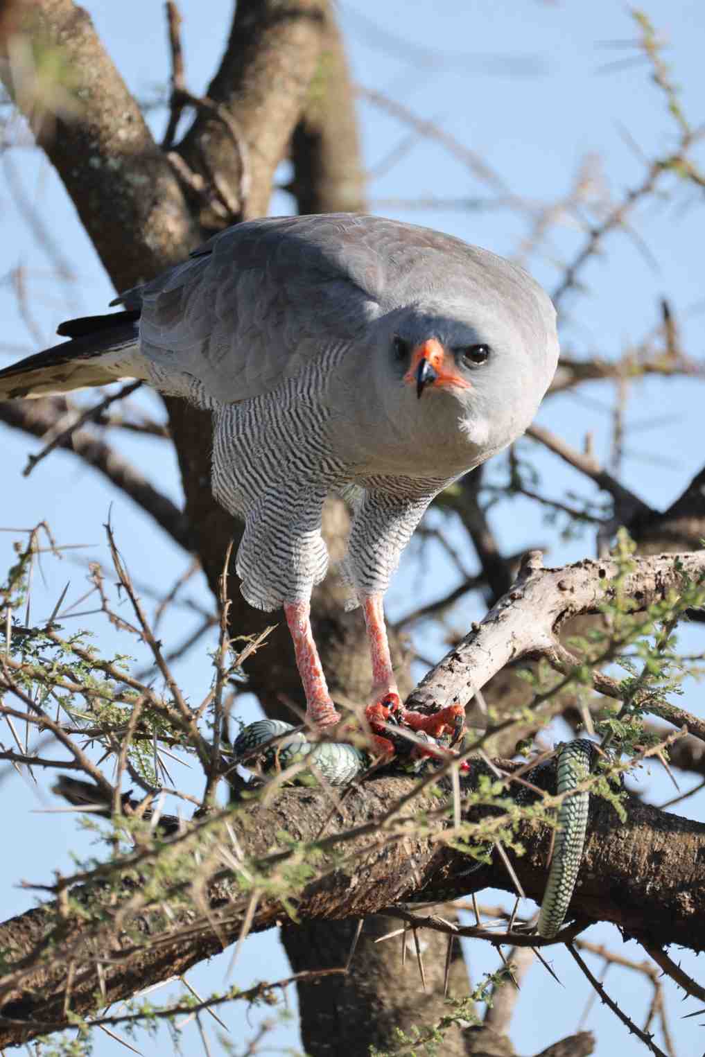 7 Days Luxury Tanzania Safari Experience - Photograph 4