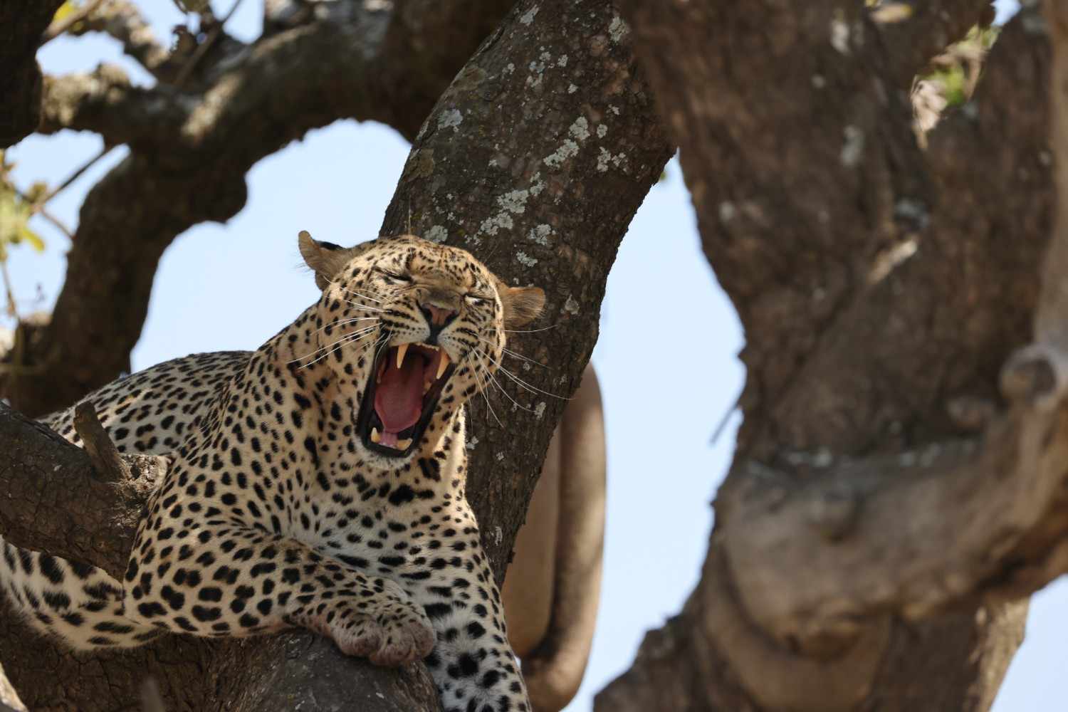 7 Days Luxury Tanzania Safari Experience