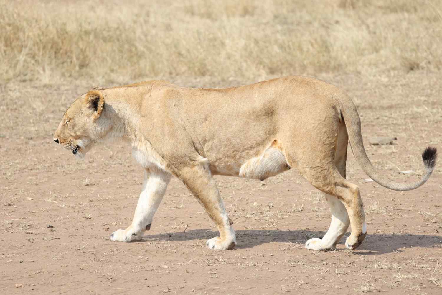 8 Days Tanzania Wildlife & Discovery Safari - Photograph 3