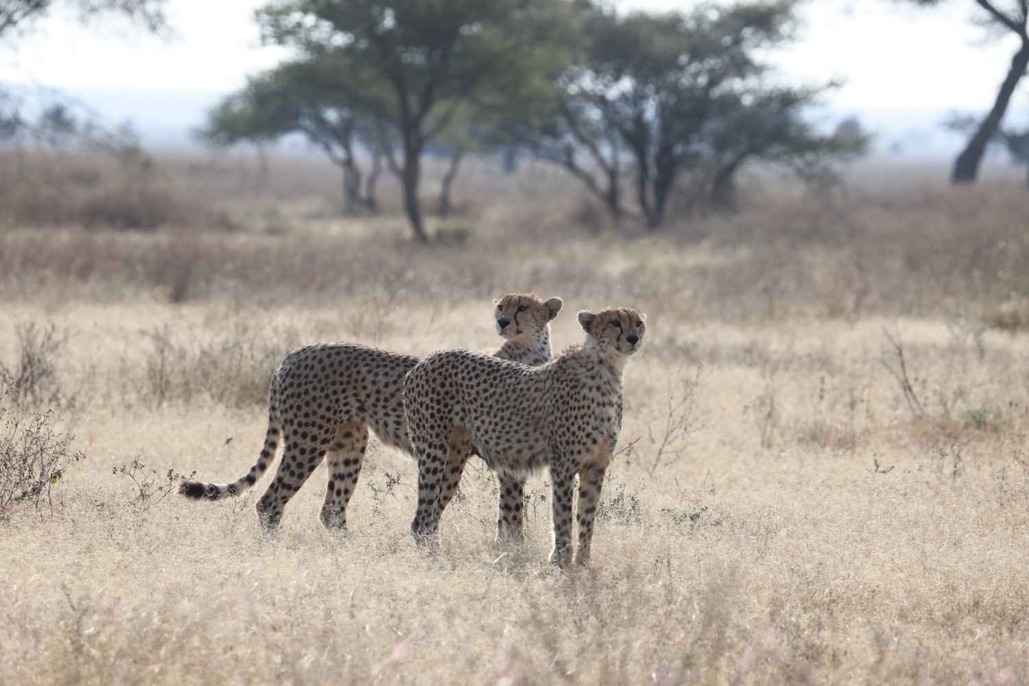 8 Days Tanzania Wildlife & Discovery Safari - Photograph 4