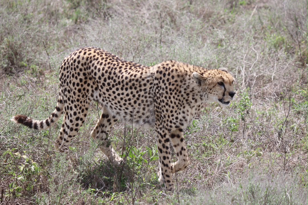 8 Days Tanzania Wildlife & Discovery Safari - Photograph 5