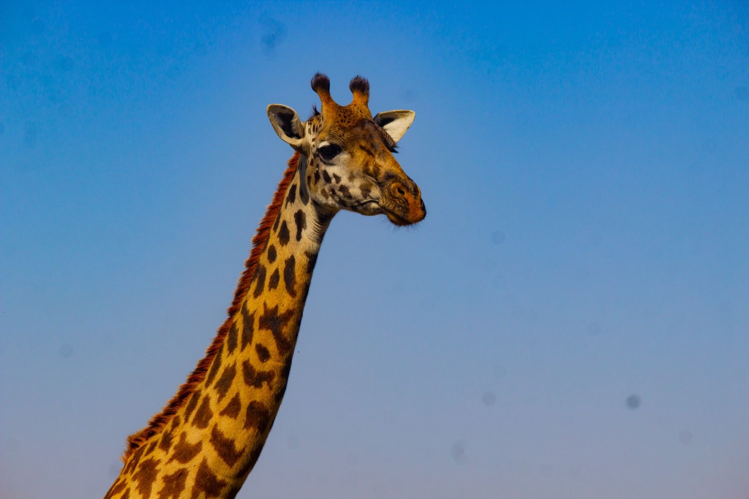 8 Days Tanzania Wildlife & Discovery Safari - Photograph 6