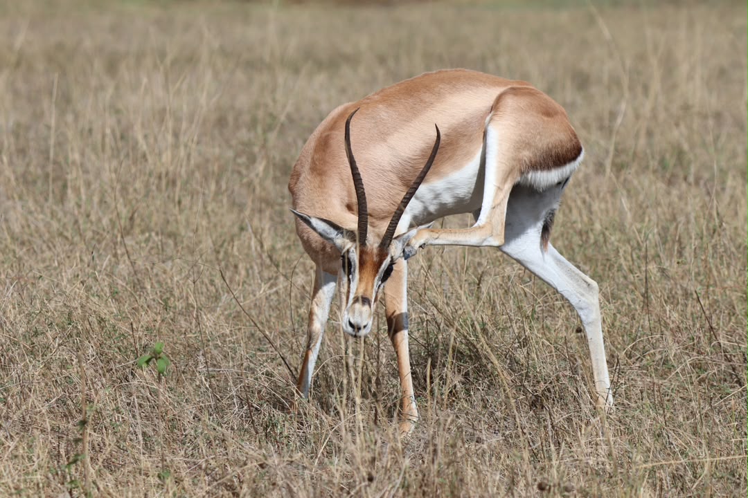 8 Days Tanzania Wildlife & Discovery Safari