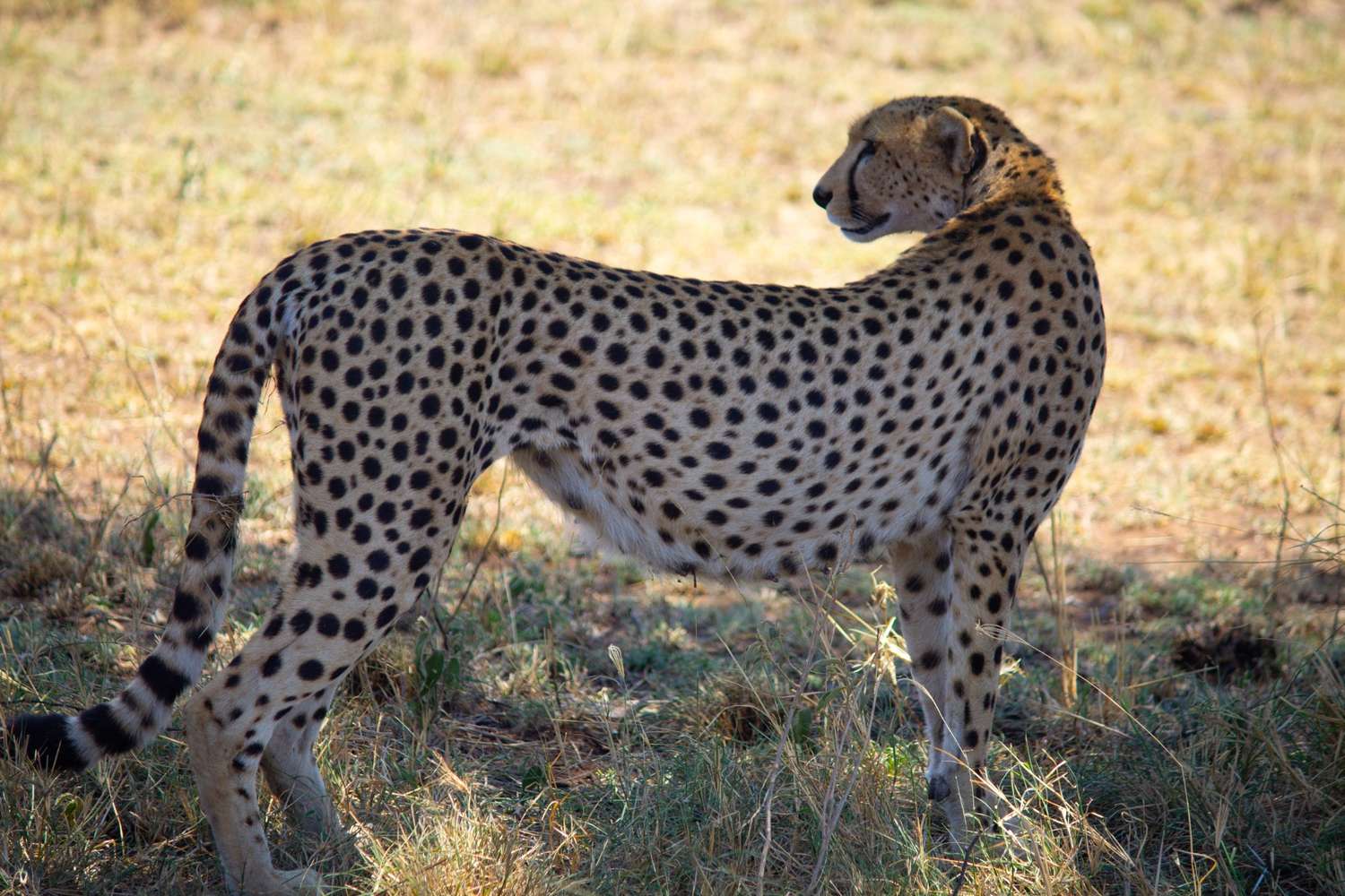 Ngorongoro Crater Day Trip Safari - Photograph 2