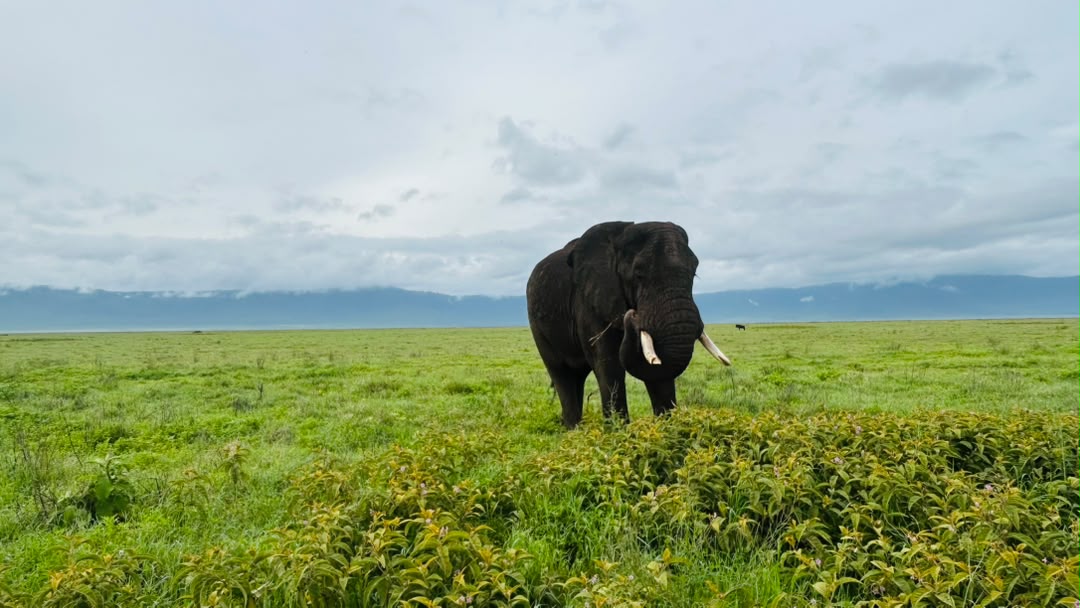 Ngorongoro Crater Day Trip Safari