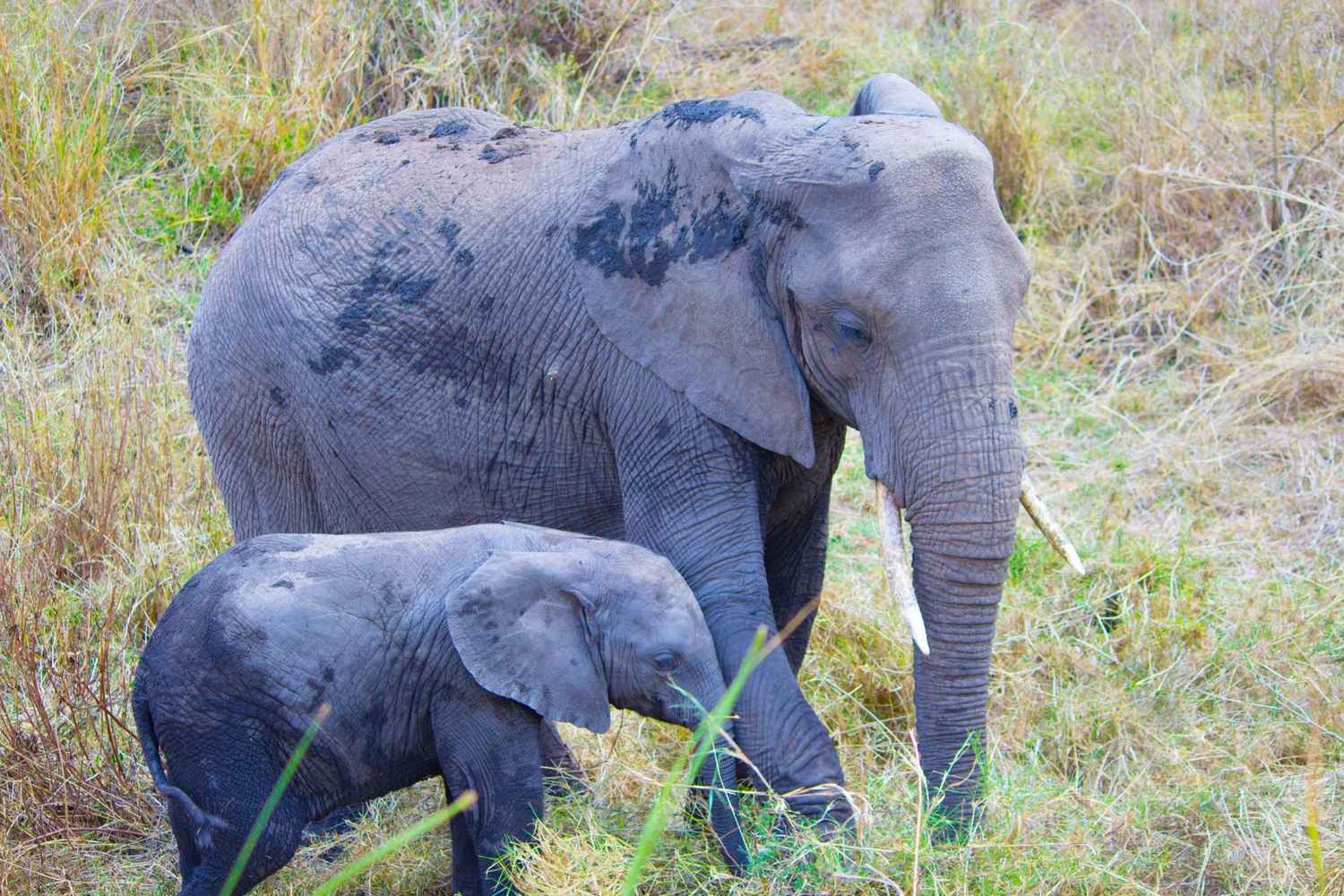 Tarangire National Park Day Trip Safari - Photograph 2