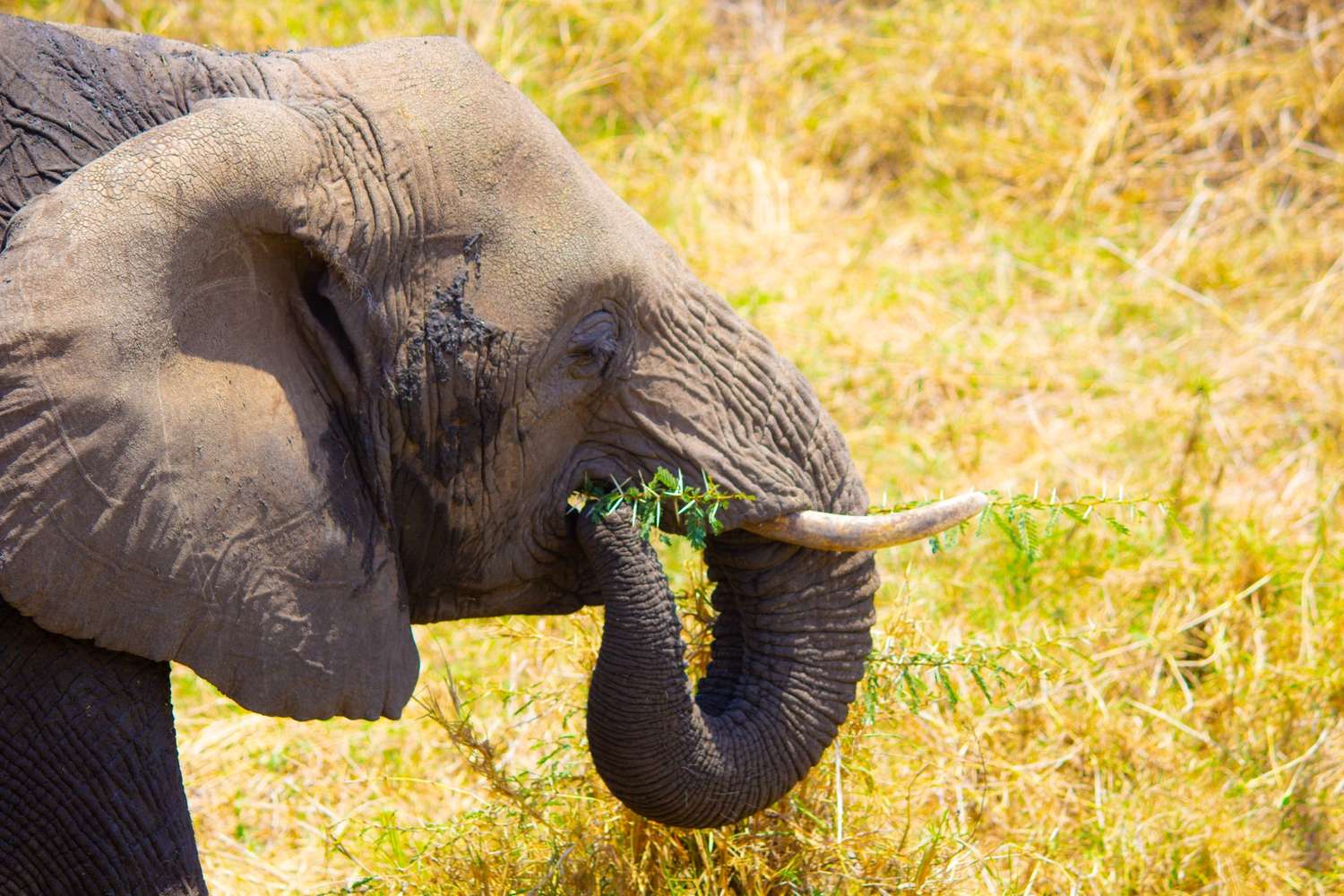 Tarangire National Park Day Trip Safari